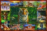 3005 Tiger MultiPic Landscape  